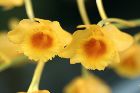 Dendrobium chrysotoxum