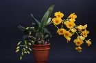 Dendrobium chrysotoxum