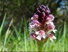 Orchis ustulata