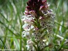 Orchis ustulata