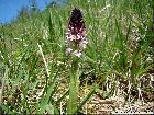 Orchis ustulata