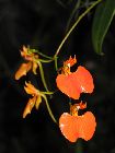 Comparettia speciosa