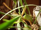 maxillaria tenuifolia