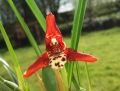 Maxillaria tenuifolia