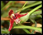 maxillaria tenuifolia