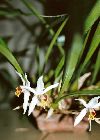 coelogyne graminifolia