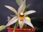 coelogyne corymbosa