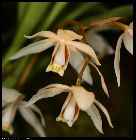 coelogyne lactea