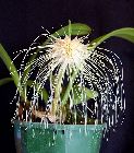 Bulbophyllum medusae