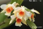 Dendrobium cariniferum