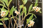 Dendrobium cariniferum