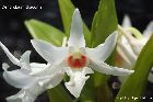 Dendrobium draconis