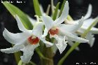 Dendrobium draconis