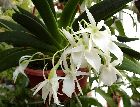 Angraecum leonis