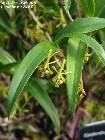 Epidendrum propinquum