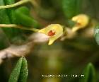 bulbophyllum crassifolium