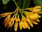 bulbophyllum sulfureum