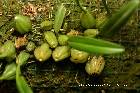 bulbophyllum sulfureum