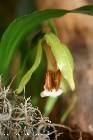 coelogyne salmonicolor