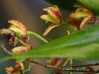 dendrobium gracilicaule