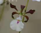 encyclia cordigera