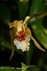 coelogyne lawrenceana