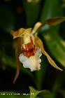 coelogyne lawrenceana