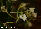 brassavola subulifolia