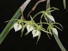 brassavola subulifolia