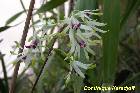 dendrobium canaliculatum