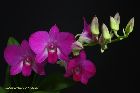 Dendrobium biggibum / Phalaenopsis