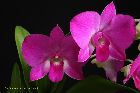 Dendrobium biggibum / Phalaenopsis