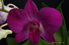 Dendrobium biggibum / Phalaenopsis