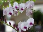 Dendrobium biggidum (syn. Den. phalaenopsis)