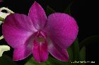 Dendrobium Phalaenopsis