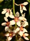 sarcochilus hartmannii