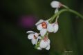 Sarcochilus hartmannii