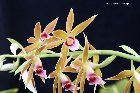 Phaius tankervilleae