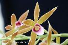 Phaius tankervilleae