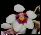 sarcochilus fitzgeraldii