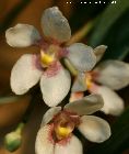 sarcochilus fitzgeraldii