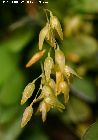 pleurothallis grobyi