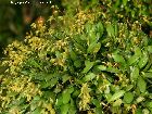 pleurothallis grobyi