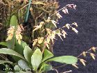 pleurothallis grobyi