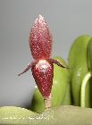 pleurothallis phyllocardia