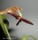 pleurothallis phyllocardia