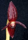 Pleurothallis phyllocardia