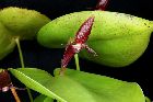 Pleurothallis phyllocardia