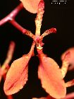 renanthera imschootiana