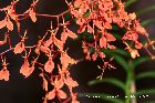 renanthera imschootiana